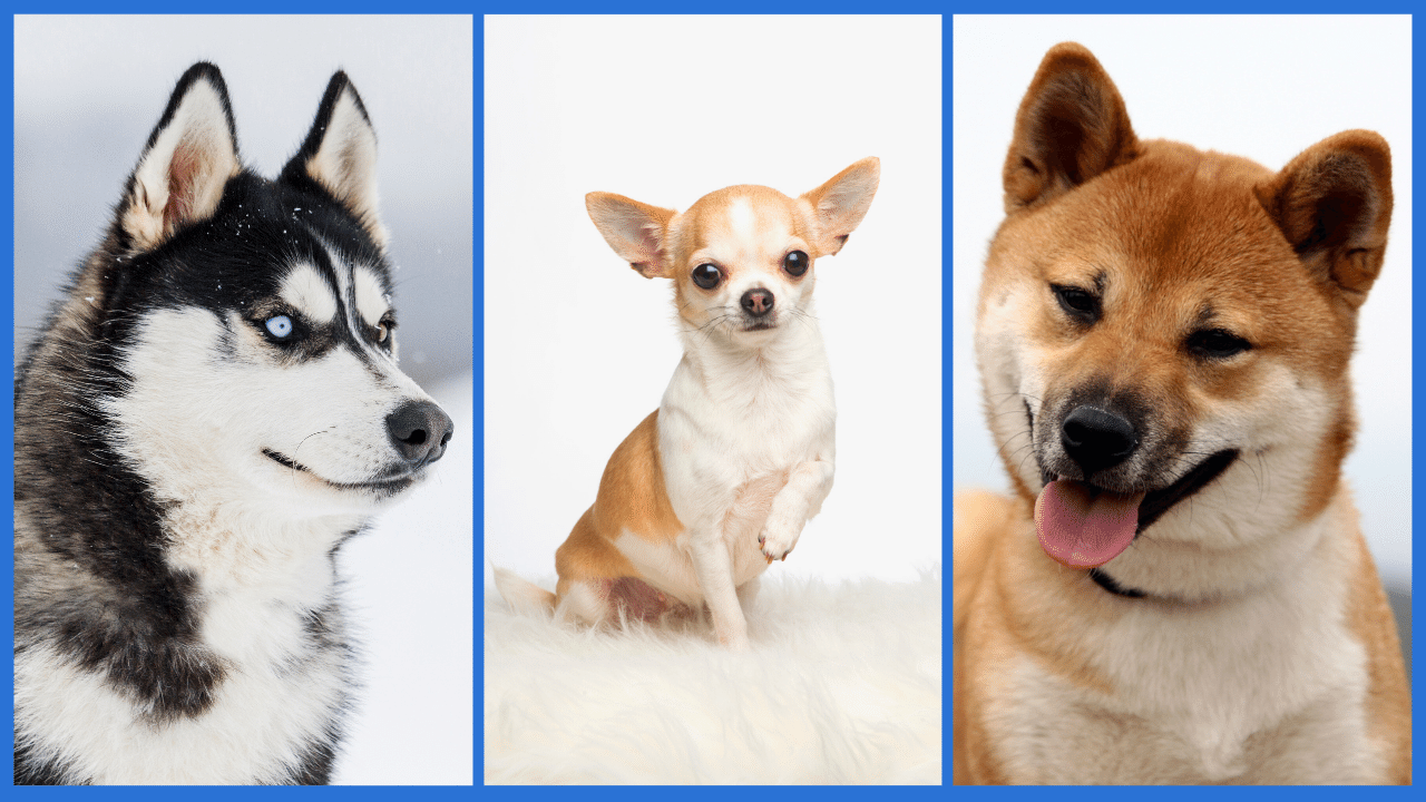 The Best Lap Dog Breeds For A Good Cuddle