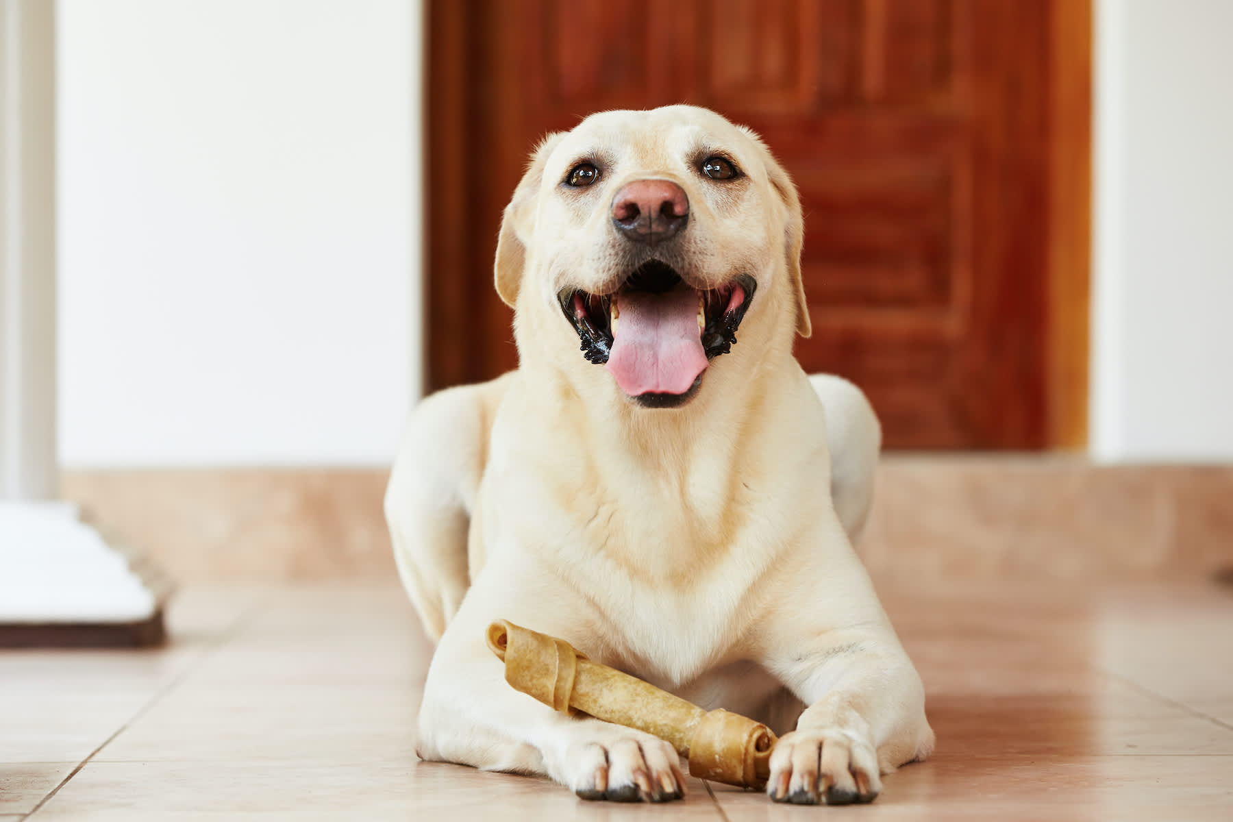 Canva - Dog with bone