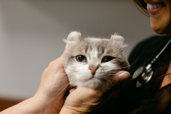 Ringworm In Cats: Symptoms, Treatment & Prevention