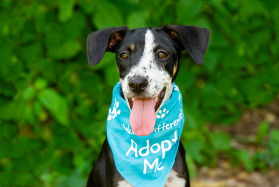 Dog Adoption In Atlanta: Where To Rescue A Dog In Atlanta, GA