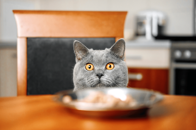 Cat Not Eating? Why Your Cat Is Refusing To Eat & How You Can Help