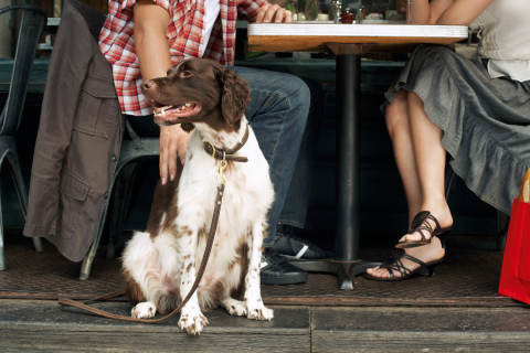 dog-friendly-restaurants-philadelphia