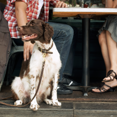 9 Dog-Friendly Restaurants In Philadelphia