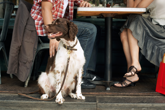 9 Dog-Friendly Restaurants In Philadelphia