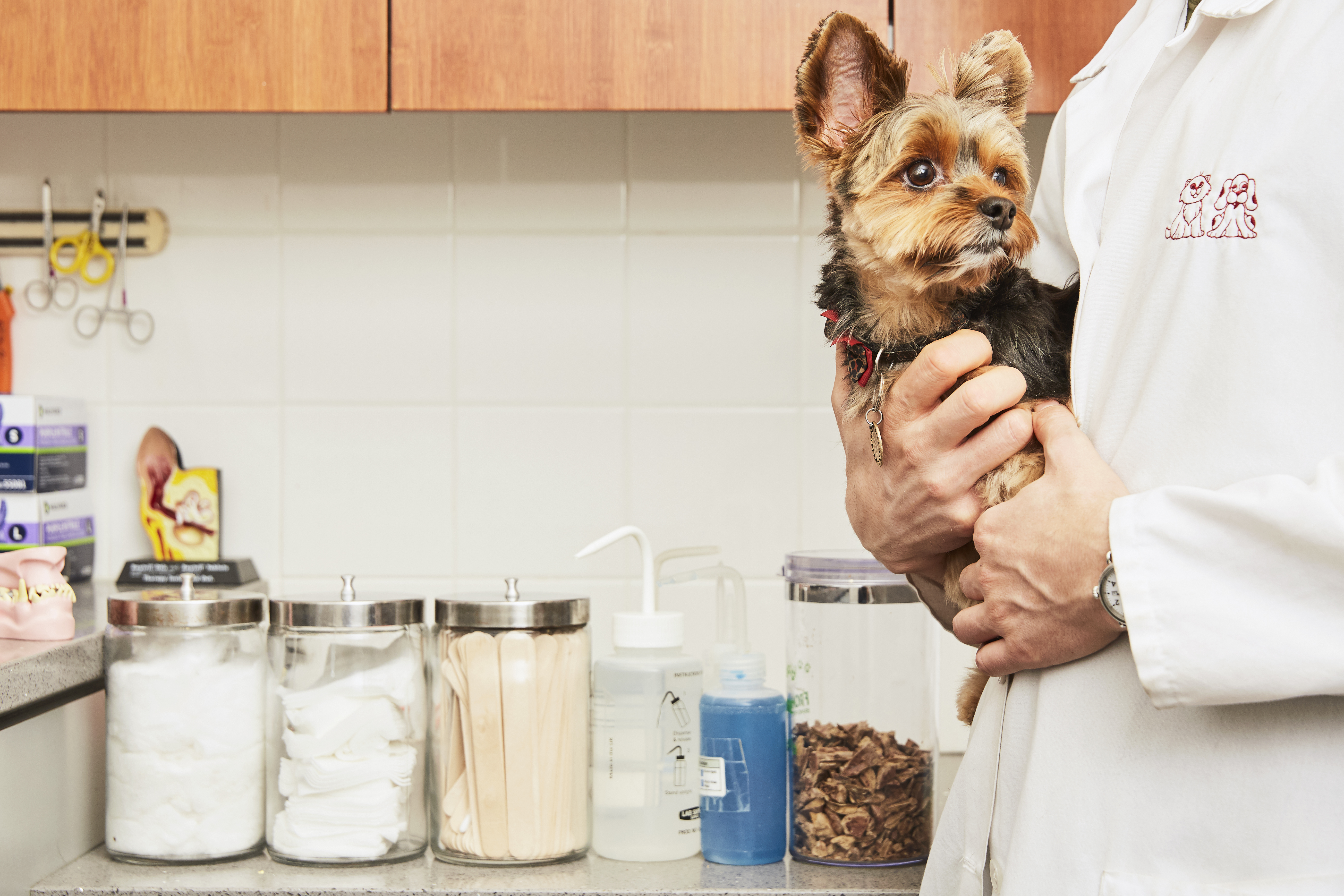 Should You Get Pet Insurance?