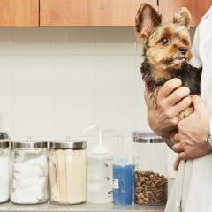 Should You Get Pet Insurance?