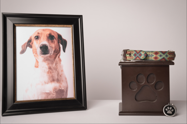 7 Ways To Honor Your Pet At The End Of Their Life