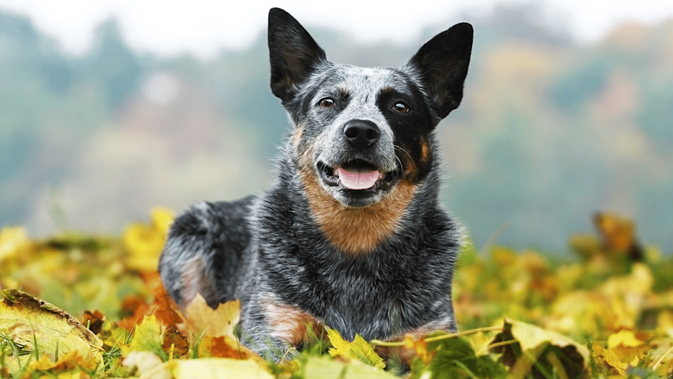 The 14 Healthiest Dog Breeds