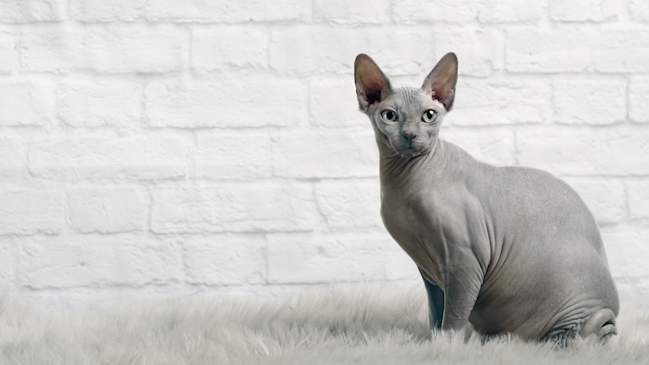 The 7 Best Cat Breeds With The Most Personality
