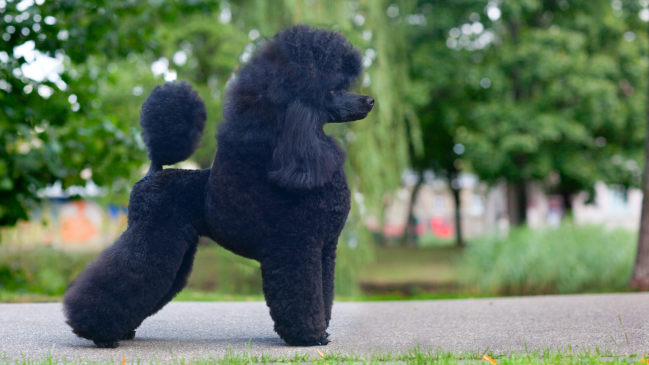 poodle - best dog breed for cats - Pawp