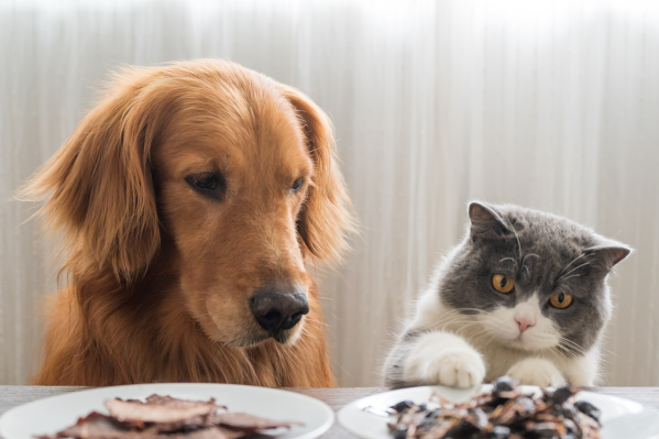 How To Teach Your Pet Table Manners