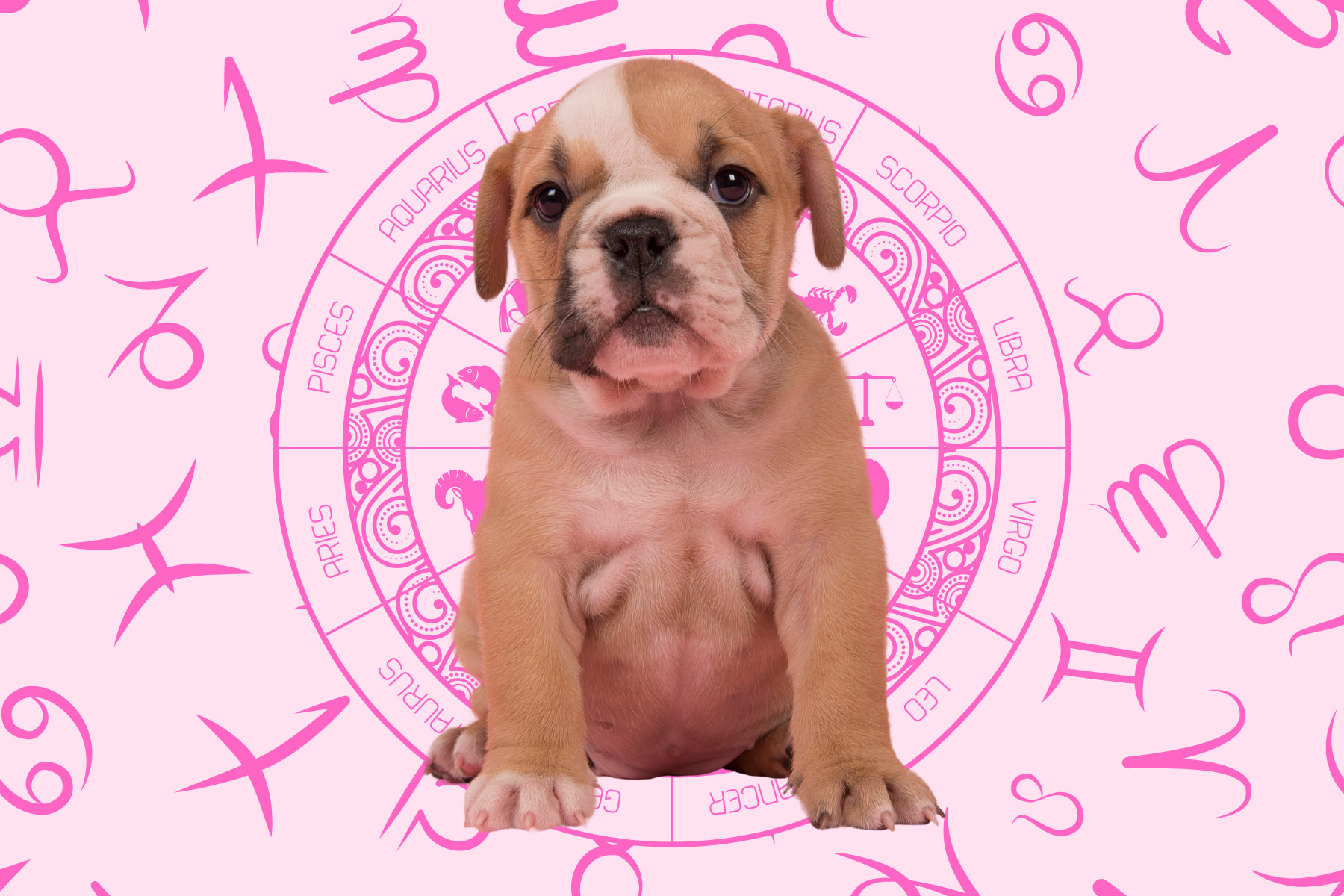 Your Dog's Weekly Horoscope 2020: April 6-12