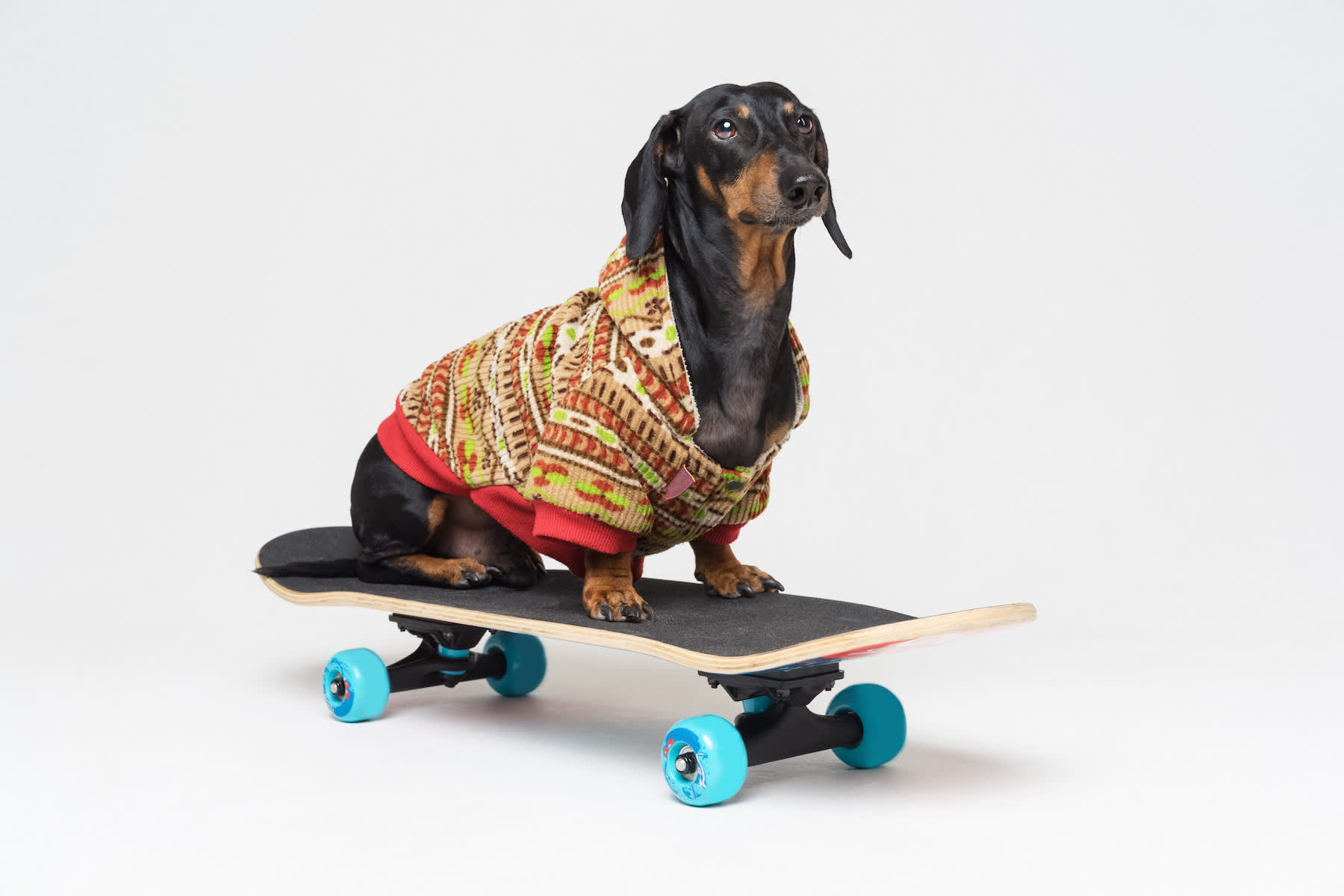Canva - dog breed Dachshund, black and tan, sits on skateboard,dressed in a color sweater, isolated on gray background. Skateboarding dog.