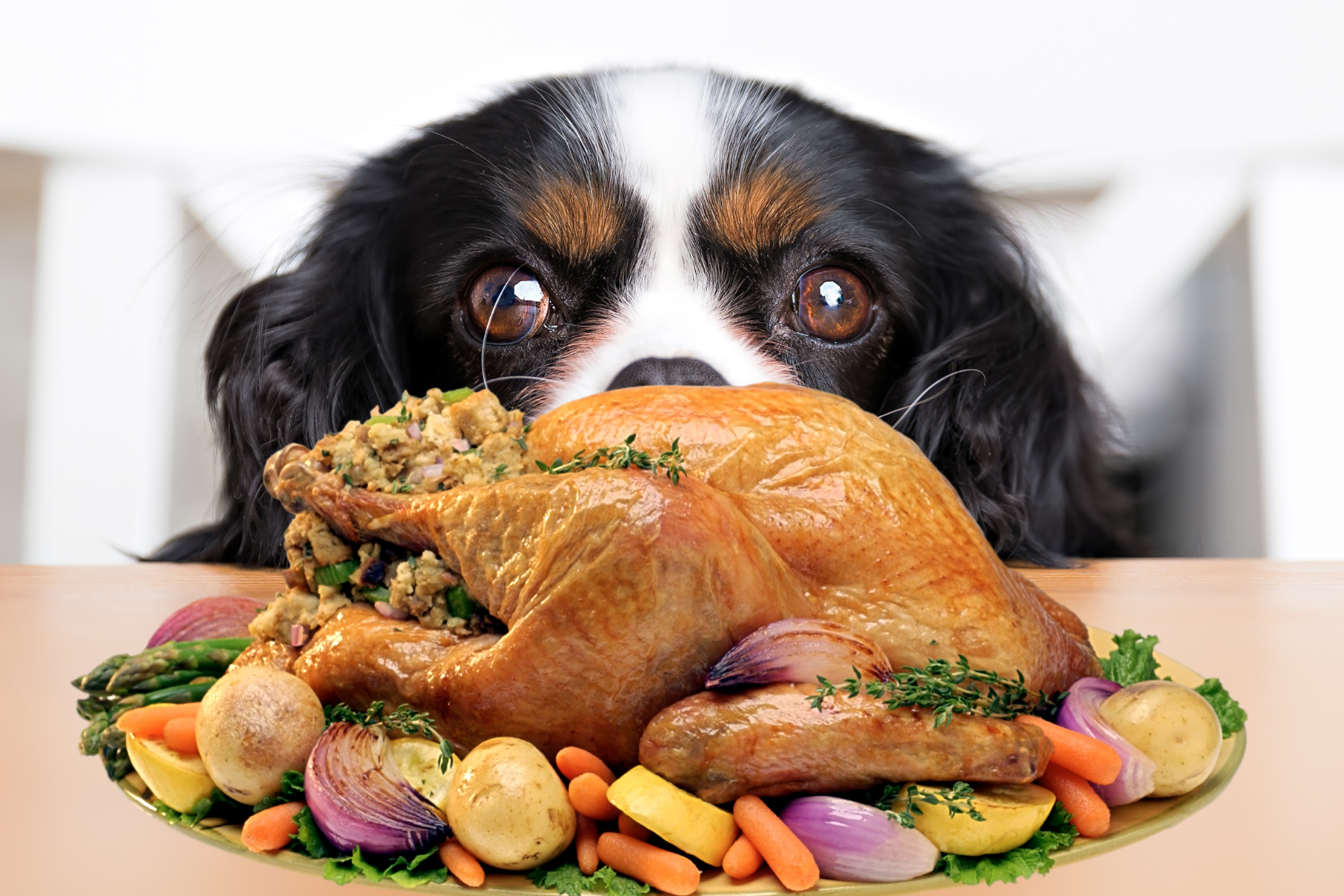 should dogs eat turkey