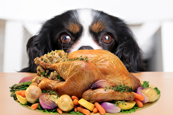 is it ok for dogs to eat dark meat chicken