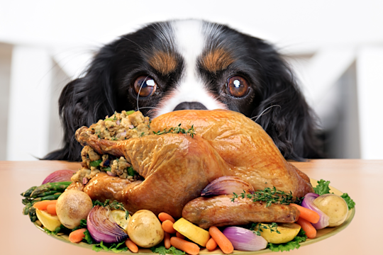 Can Dogs Eat Turkey? What Thanksgiving Foods Are Toxic To Dogs