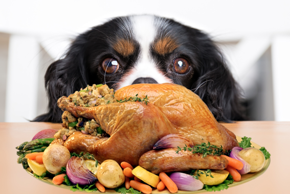 Can Dogs Eat Turkey? What Thanksgiving Foods Are Toxic To Dogs