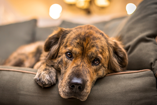 What To Feed A Dog With Diarrhea, Vomiting, Or GI Upset