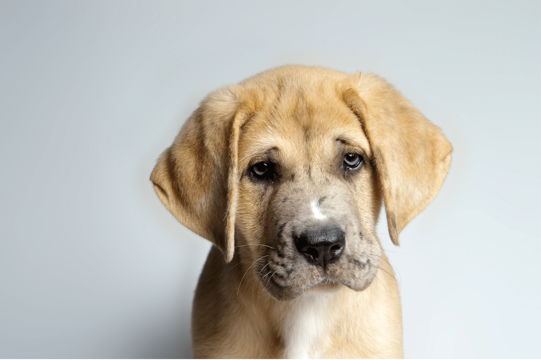 What Can I Give My Dog For Pain?