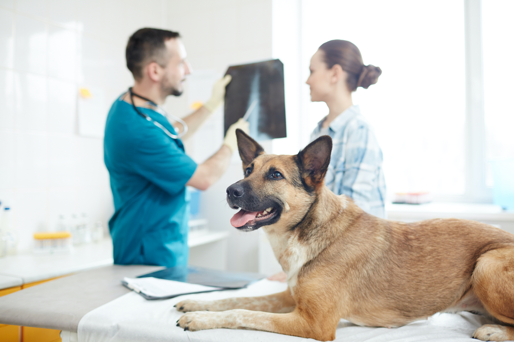 vet questions about dogs