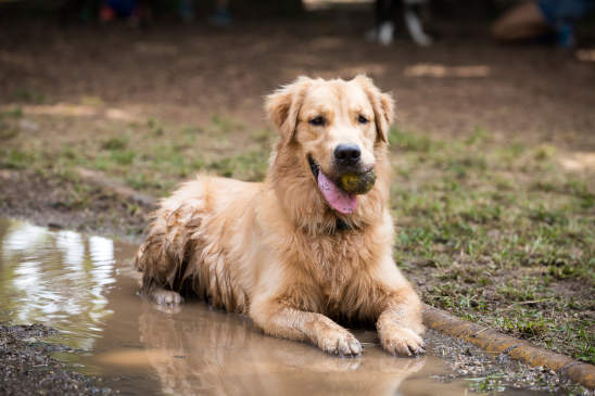 Canva - Golden Retriever