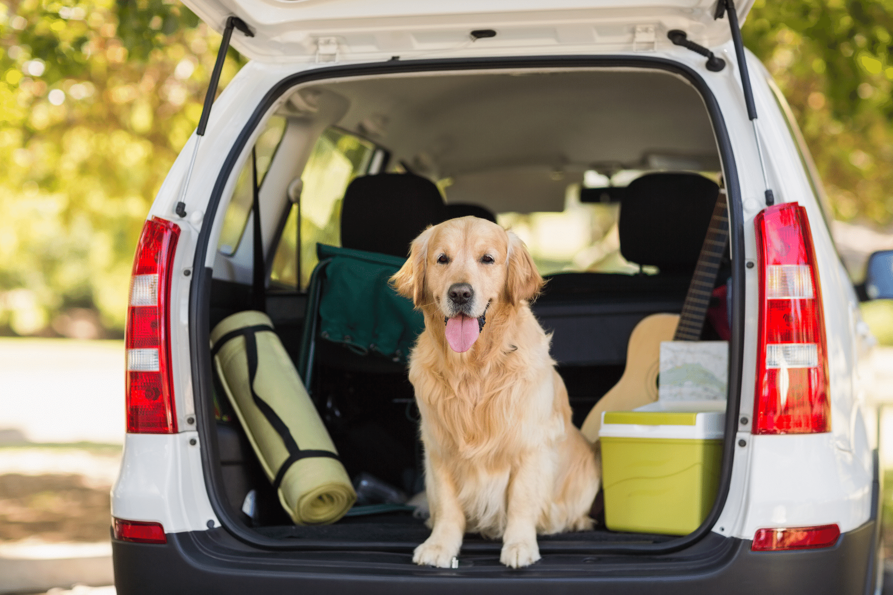 Dog Travel Checklist: What To Pack When Traveling With Your Dog