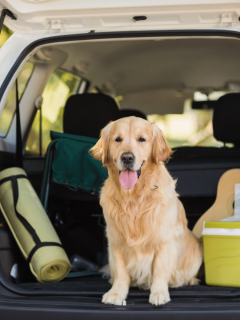 Dog Travel Checklist: What To Pack When Traveling With Your Dog