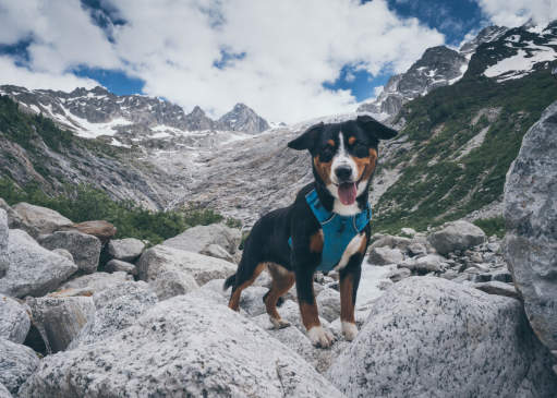 Canva - The Mountain Dog