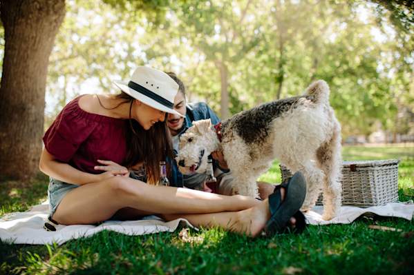 How To Socialize Your Dog Before Heading To The Dog Park