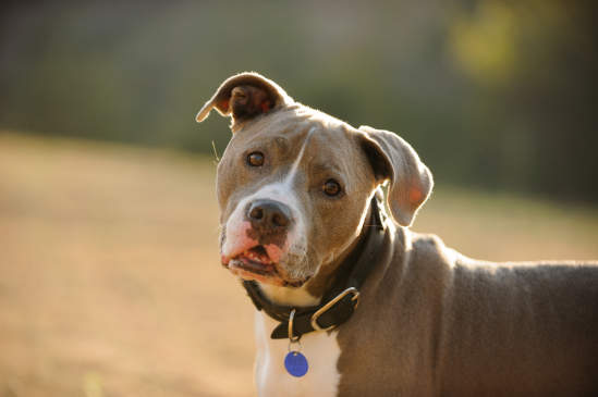 Canva - American Pit Bull Terrier dog
