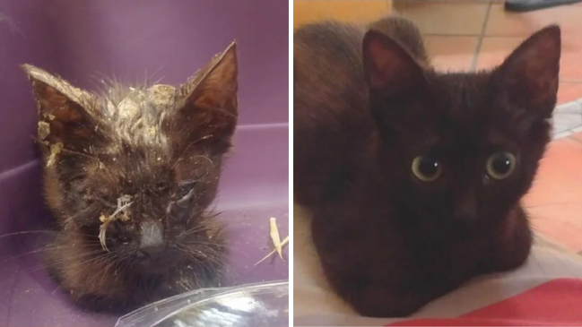 before and after adoption - cat 1