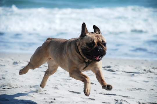 Zoomies: What To Do When Your Dog Has Too Much Pent-Up Energy