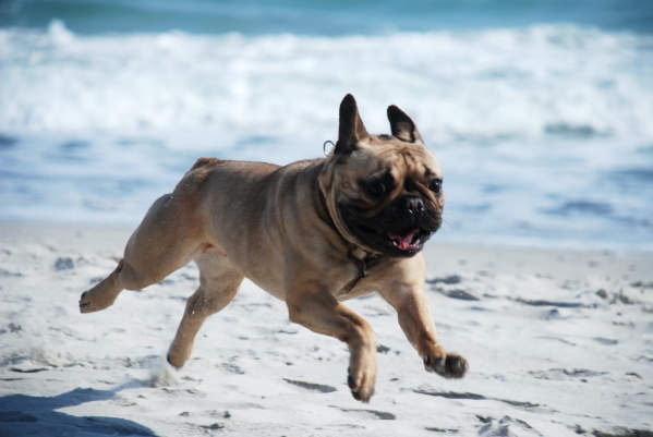 Zoomies: What To Do When Your Dog Has Too Much Pent-Up Energy