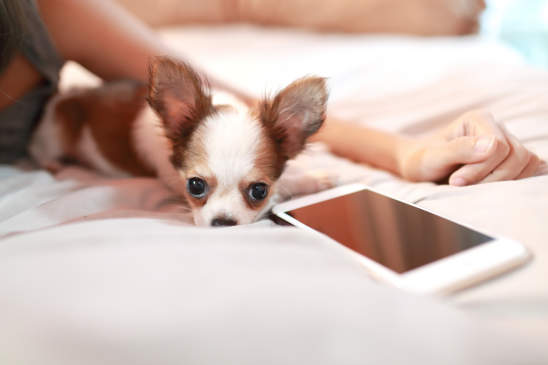 Canva - cute puppy dog with cell phone