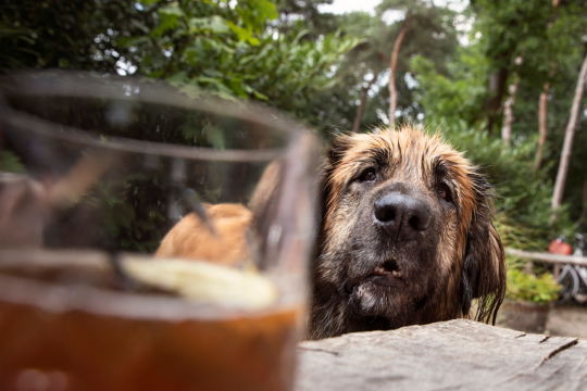 Can Dogs Have Alcohol? What To Do If Your Dog Drank Alcohol