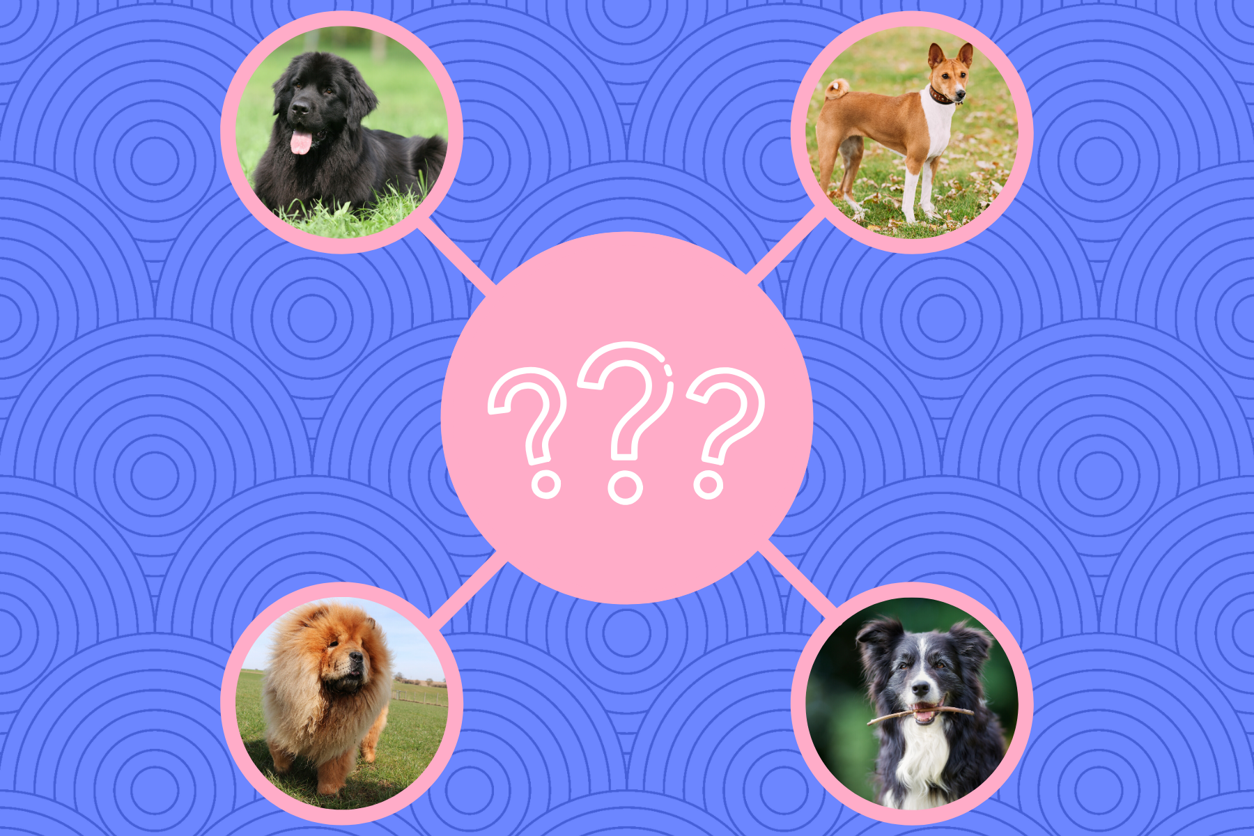 what dog fits your personality quiz