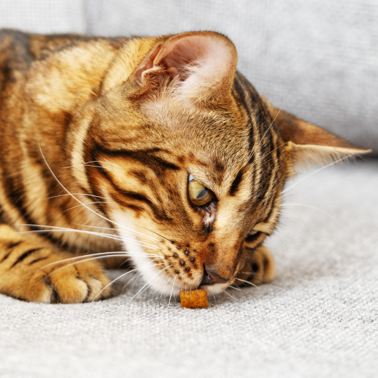 cat smelling a piece of cat food