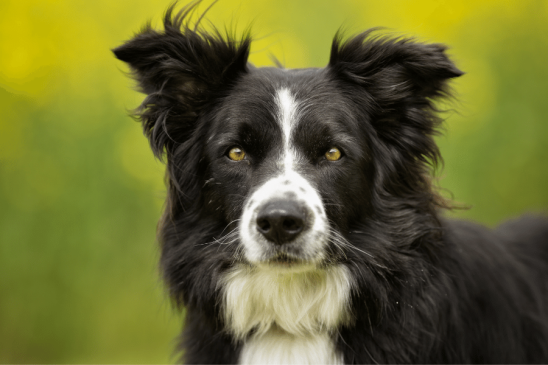 smartest dog breeds - border collie - pawp