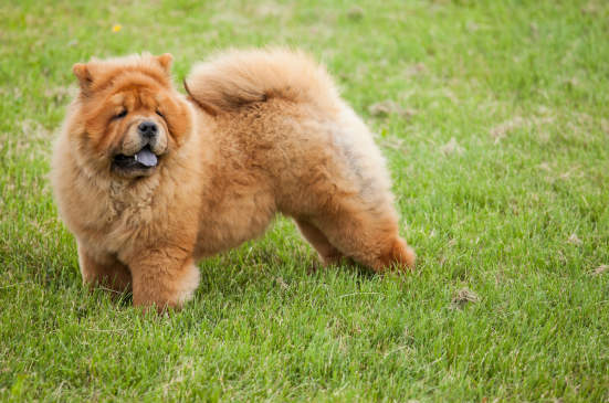 Canva - Chow-chow dog