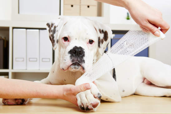 Canva - Boxer Dog Getting Bandage after Injury on Leg