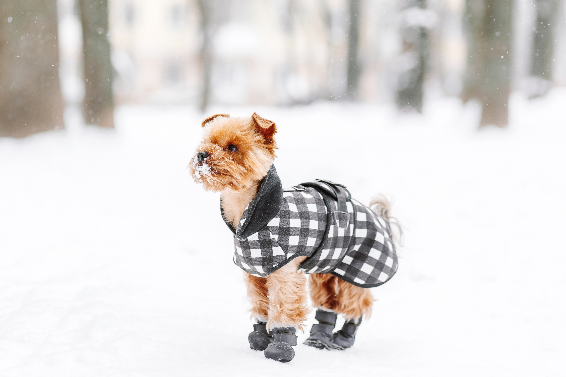 The Best Coats For Dogs For Winter & Beyond