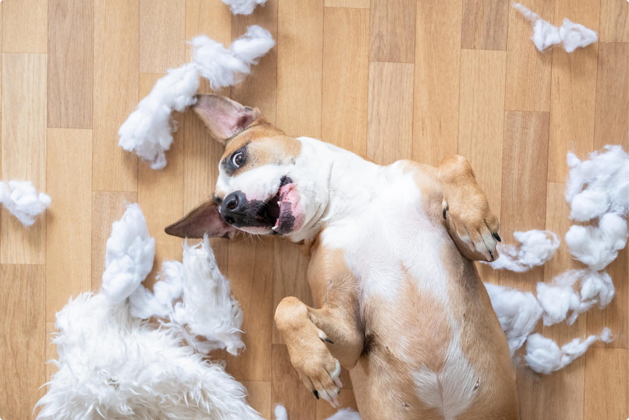 Dog with cotton