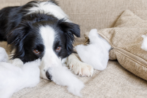 Do Dogs Feel Guilt?