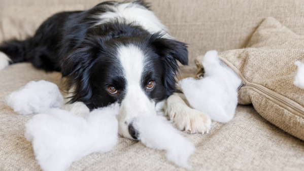 Do Dogs Feel Guilt?