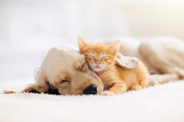 How Much Do Kittens Sleep? A Guide For New Pet Parents