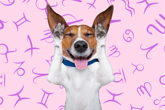 Your Dog's Weekly Horoscope 2020: February 3-9