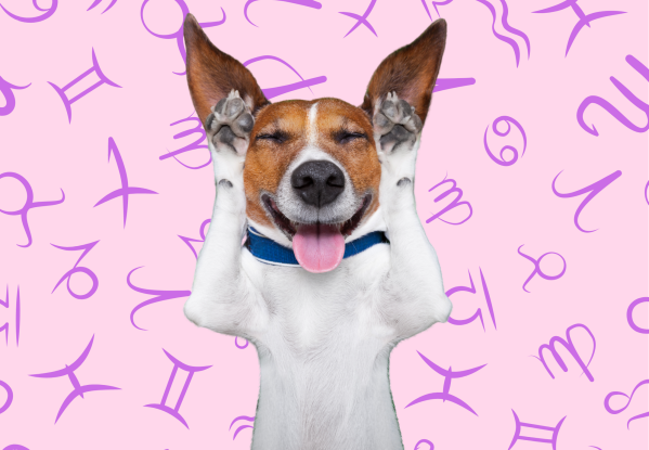 Your Dog's Weekly Horoscope 2020: February 3-9