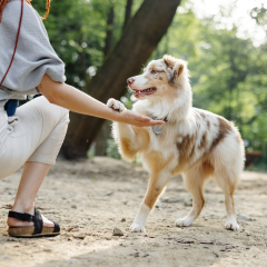 The Best Dog Training In Philadelphia