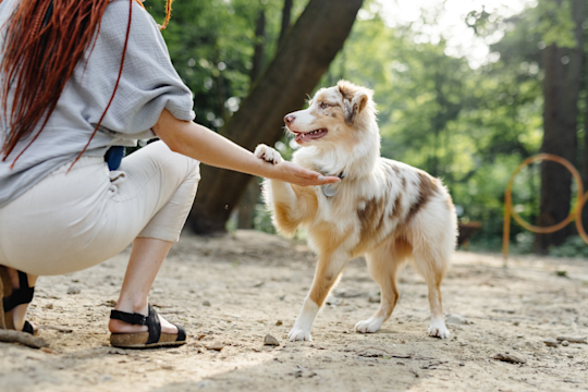 The Best Dog Training In Philadelphia