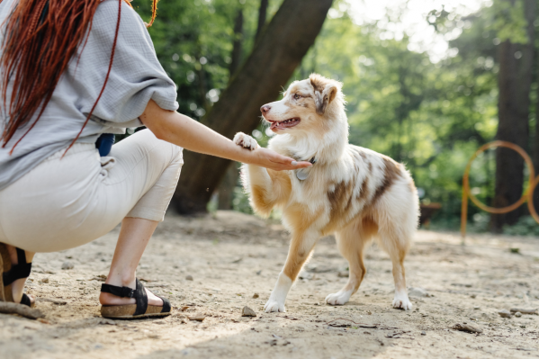 The Best Dog Training In Philadelphia